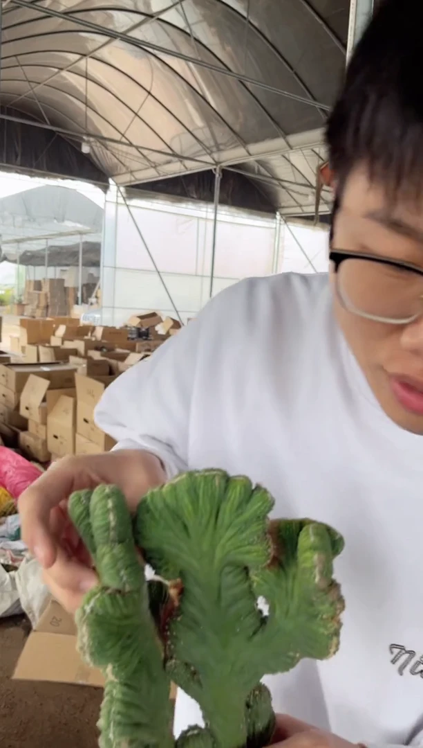 【闪购商品】中大号 五指山