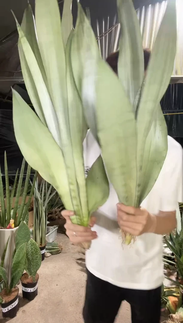 大号高脚白玉裸根2棵16.8