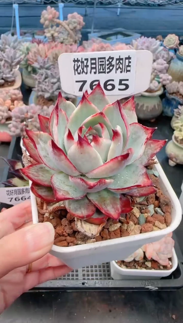 【闪购商品】7665.