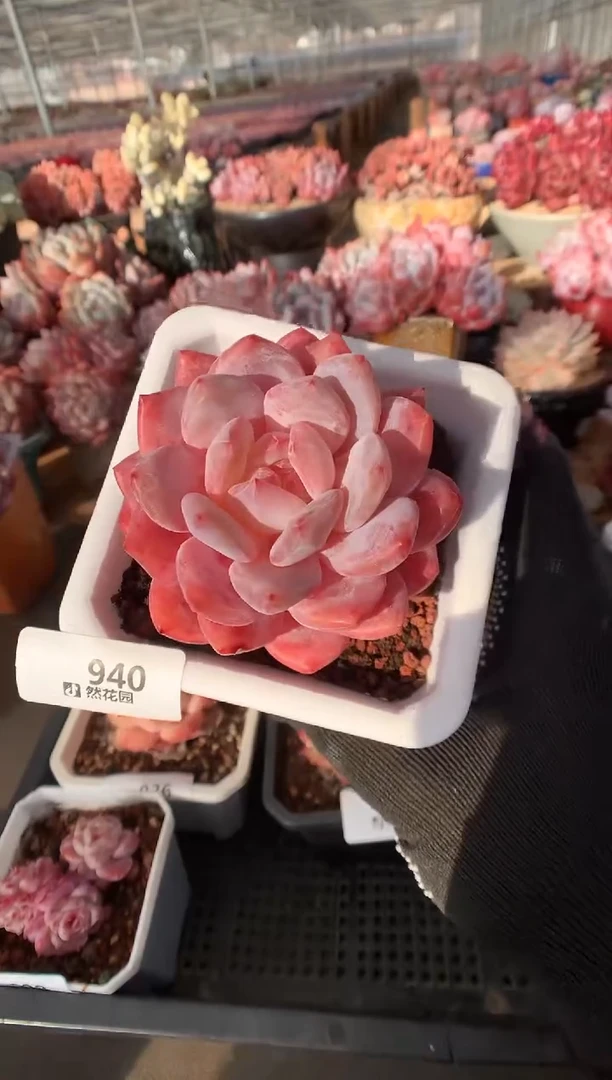 940雪天使多肉植物一物一拍