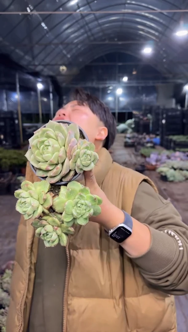 小精灵石化2颗3.99