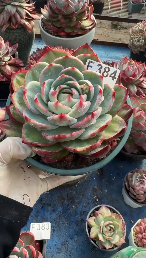 F384惊鸿仙子（裸根发货）