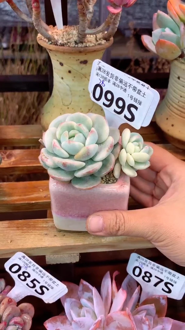 099S（一物一拍实付满28发货，默认不带盆土）