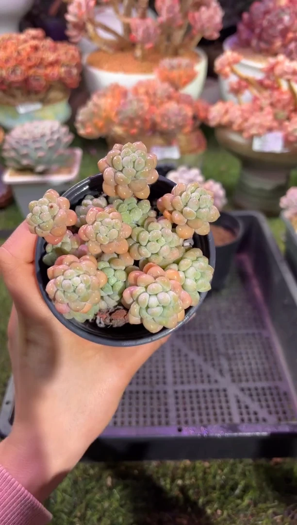 【闪购商品】08469