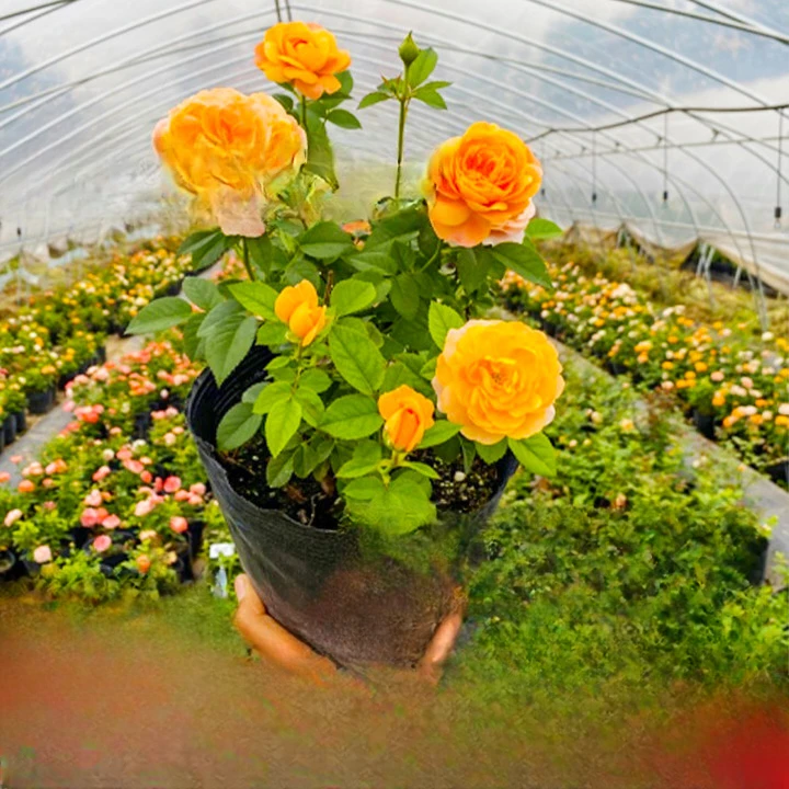 月季特大花浓香果汁阳台庭院花卉植物盆栽蔷薇四季玫瑰花苗带花苞