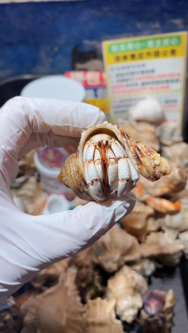 蜗居异宠9780小毛球