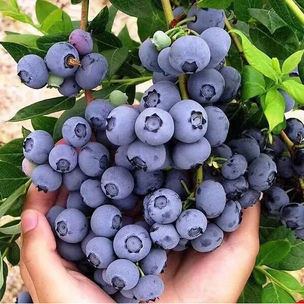 【花香蓝莓顺丰空运】云南澄江抚仙湖蓝莓基地直发新鲜现采鲜嫩脆爽