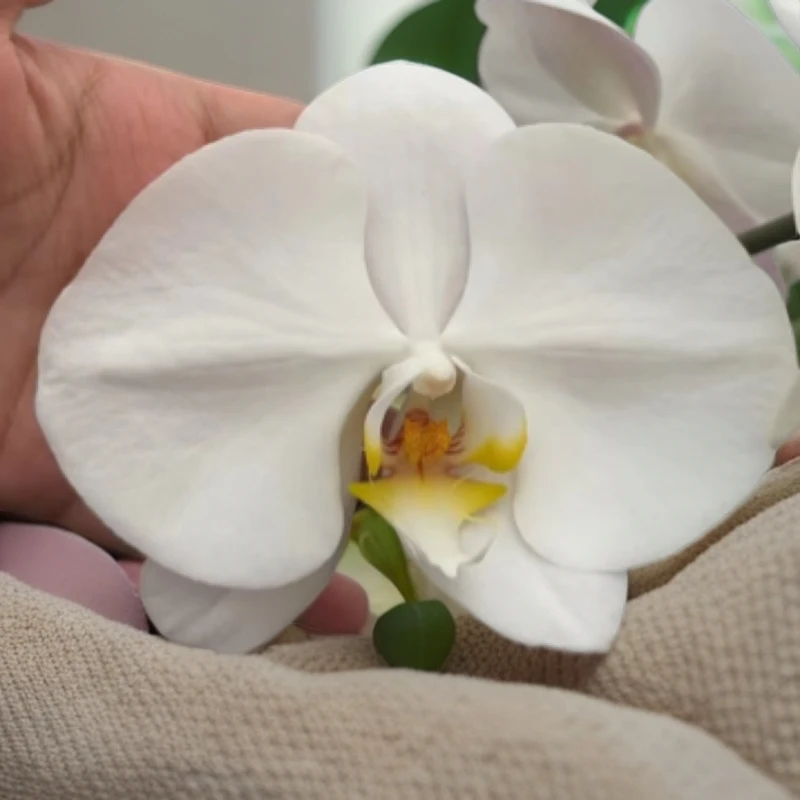 蝴蝶兰3.0平杯（V3大白）一物一拍