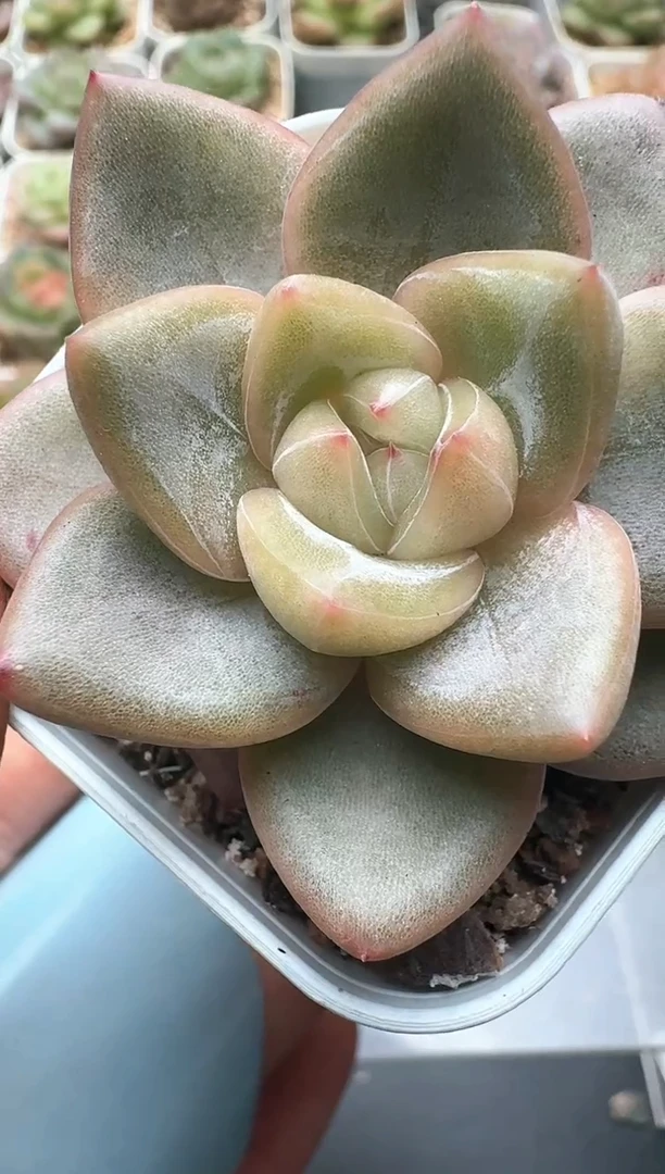 440D云禹多肉植物 带盆土纸巾打包 3颗包邮