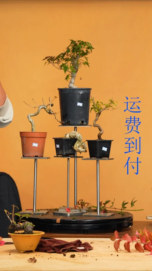 无花朵小*哥78，79,80,81