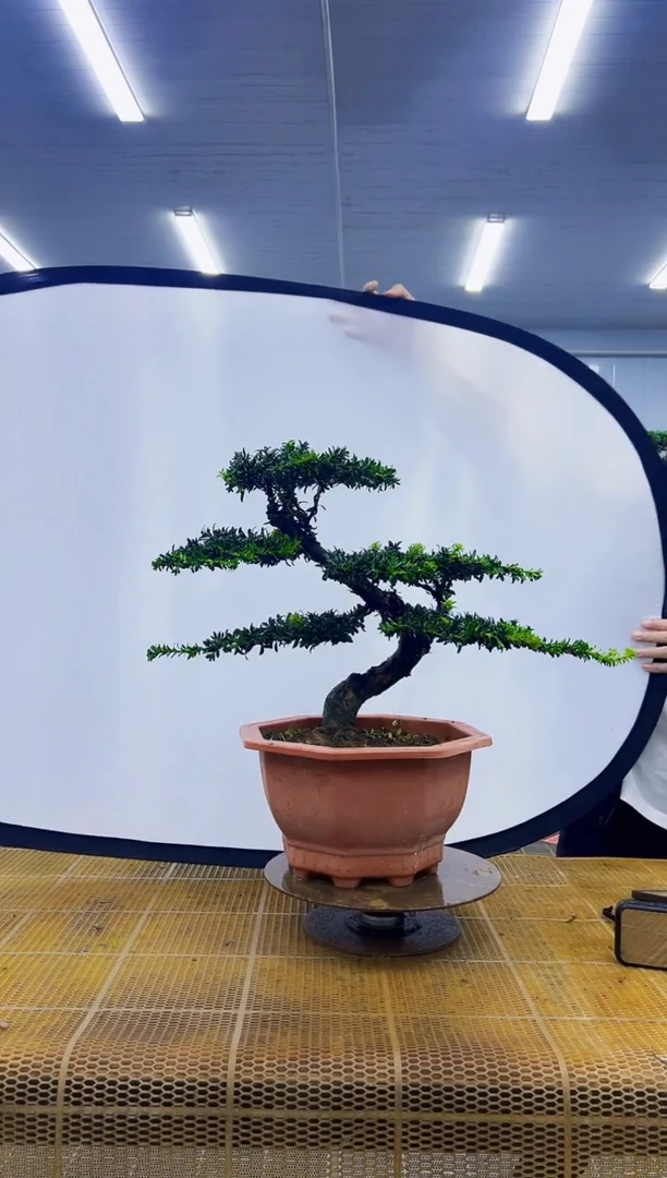 无花朵老*000000000000