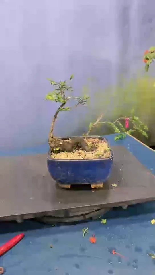 无花朵翠米茶翠米茶翠米茶翠米茶翠米茶