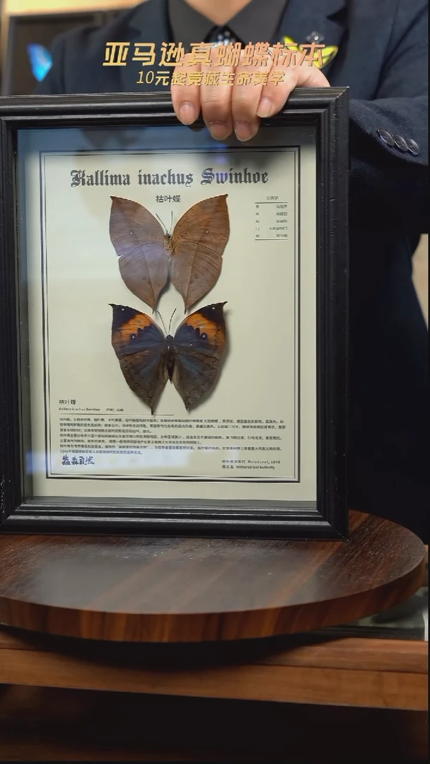 枯叶蝶正反两只中文版10寸欧式框