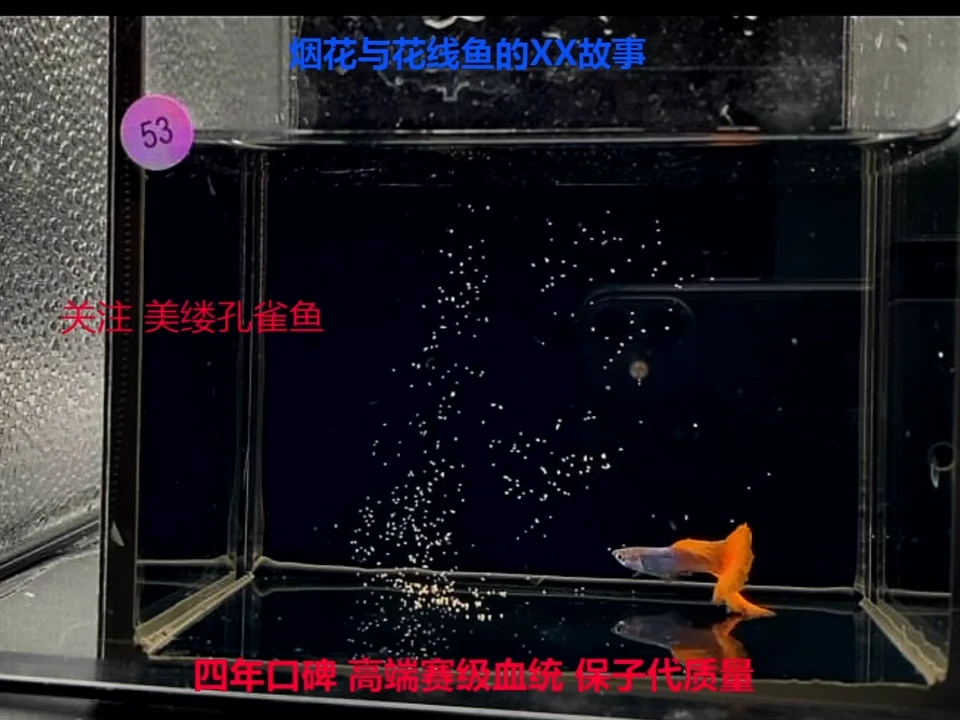 孔雀鱼艾尔银野红精品体验一对