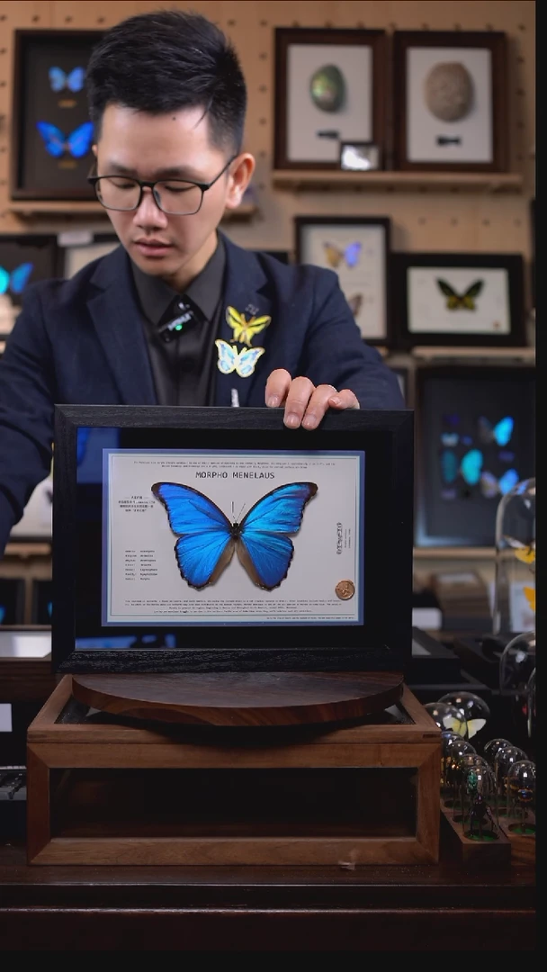 大蓝闪蝶A4设计横版带证书