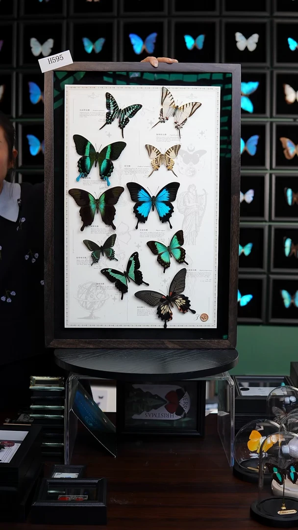 蝴蝶标本摆件竞拍H595