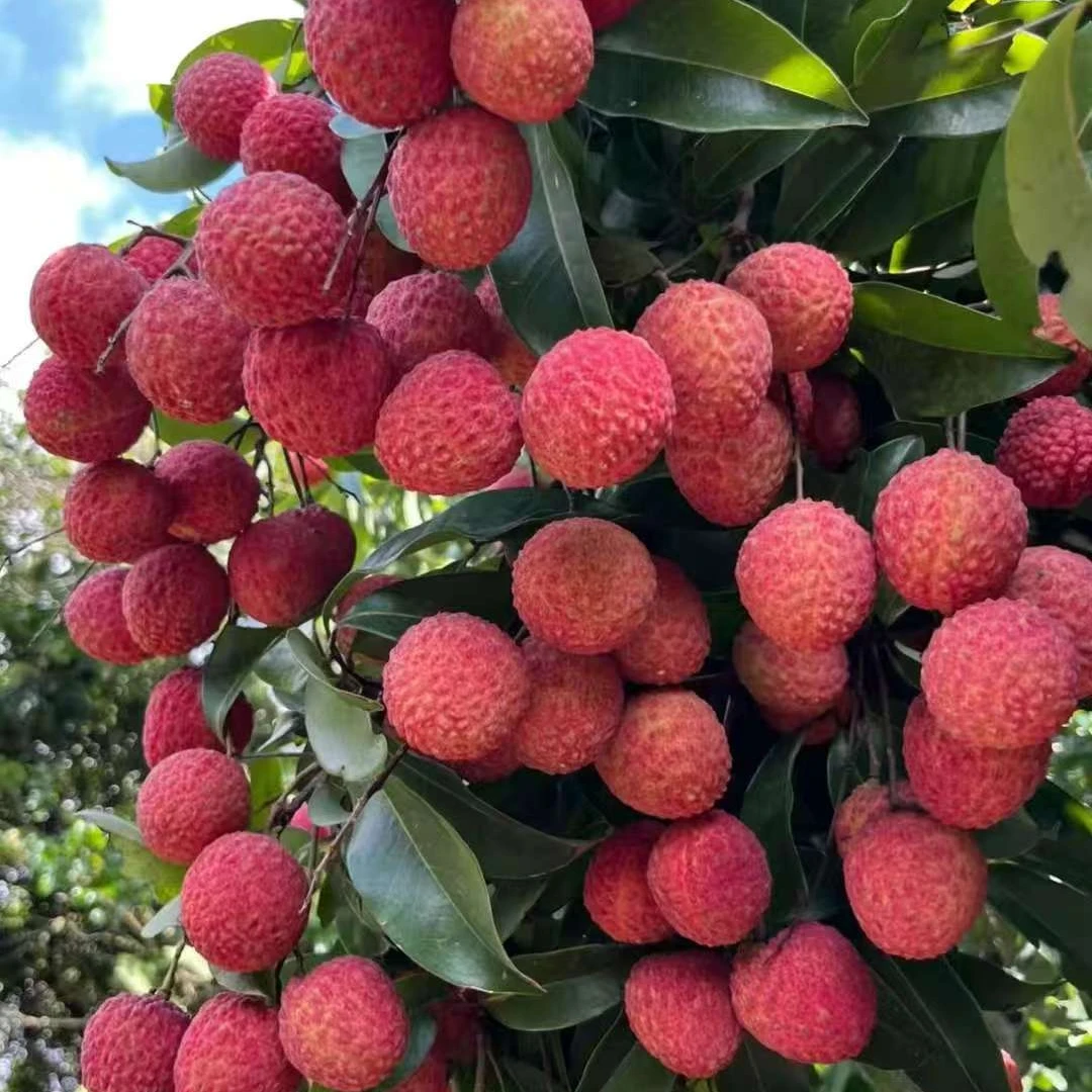 【EMS空运】正宗桂味荔枝当季新鲜现摘老树果多汁包邮