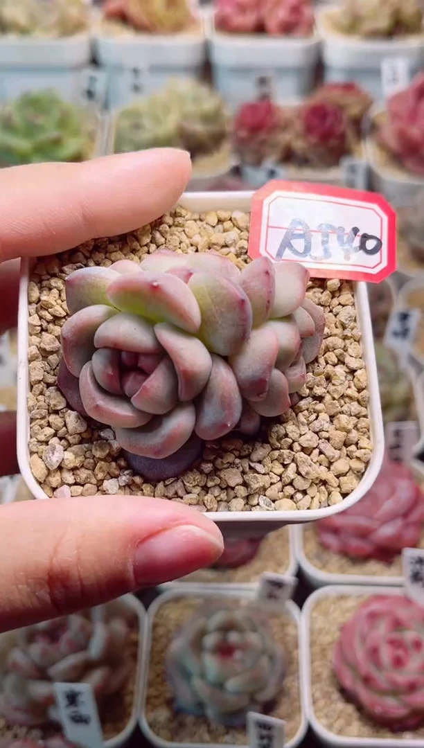 A540鸣玉群一物一拍