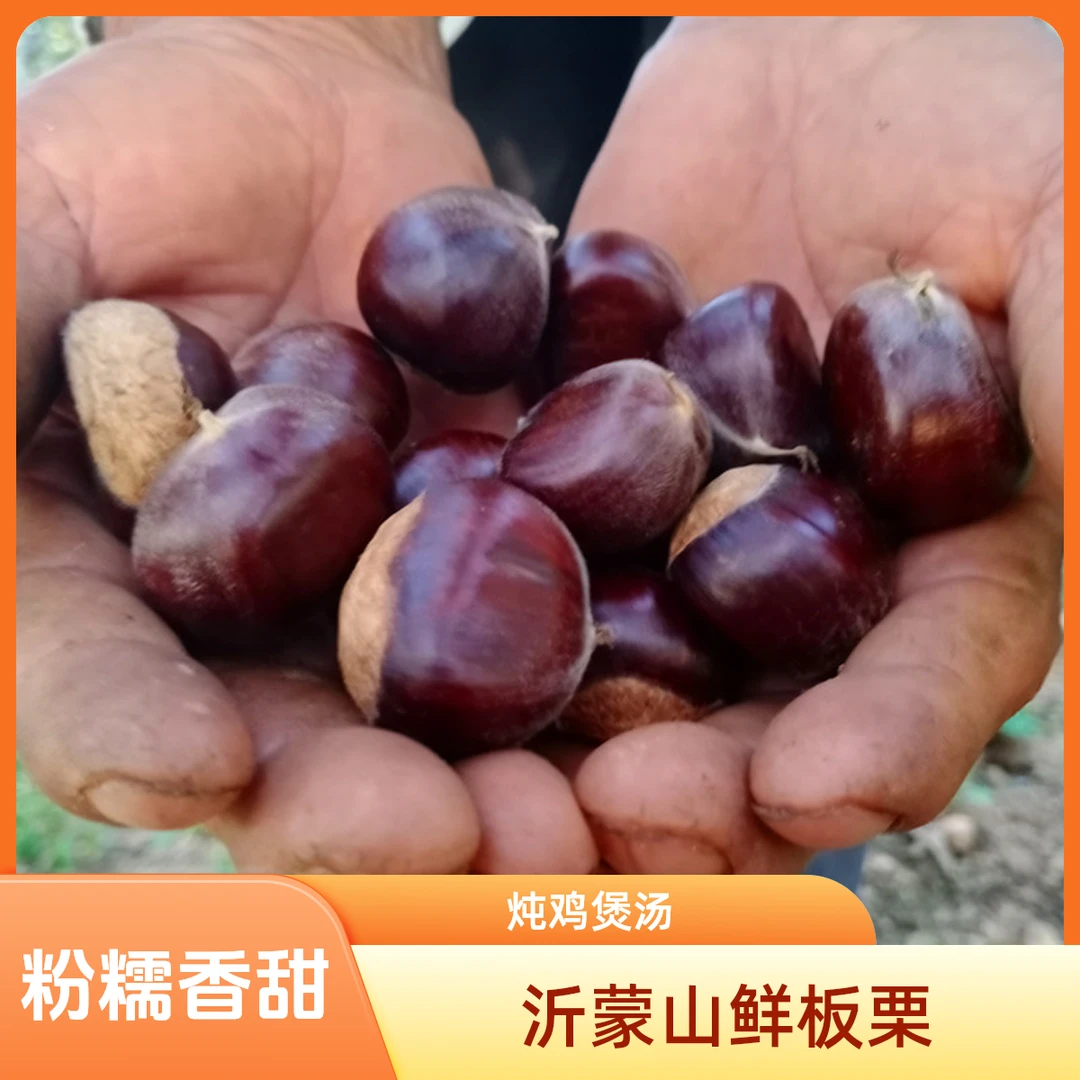 江山仙果山东油板栗老树生板栗新鲜甜油栗子锥栗高山去壳板栗鲜栗