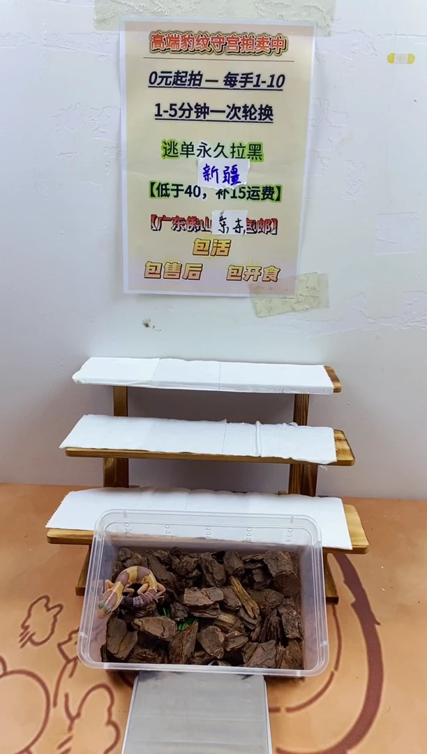 豹纹守宫豹纹守宫幼苗亚成体成体肥尾