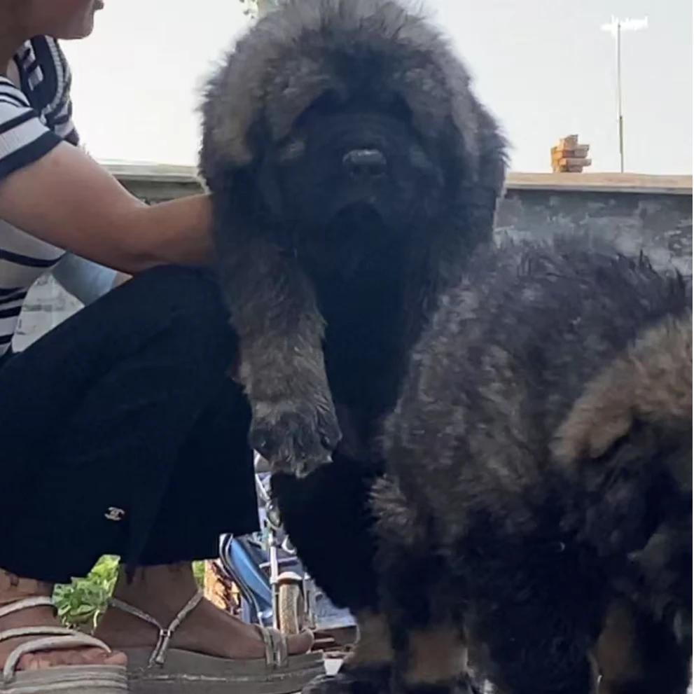 猛宠之家高加索牧羊犬宠物狗狗