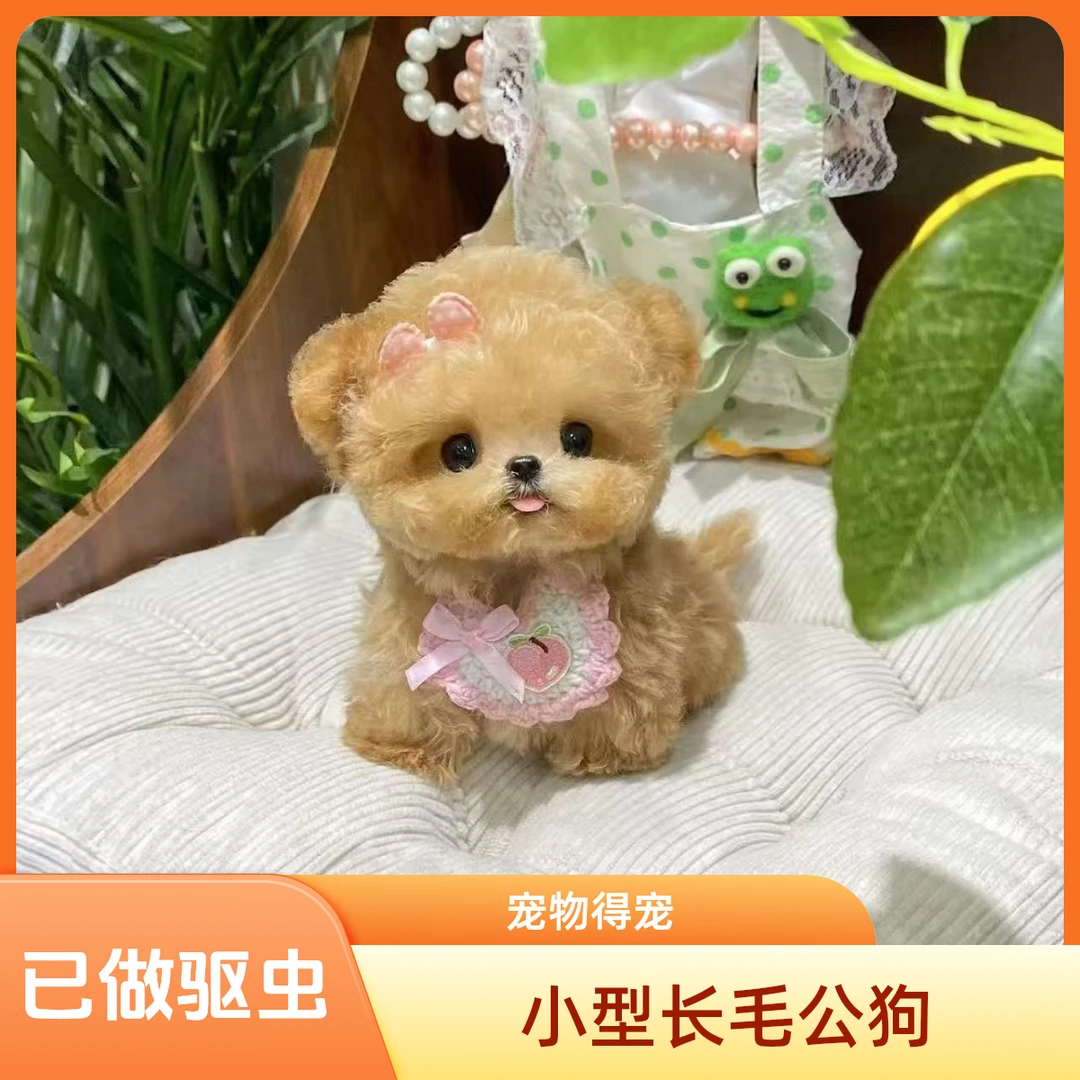 【得宠】宠物狗狗