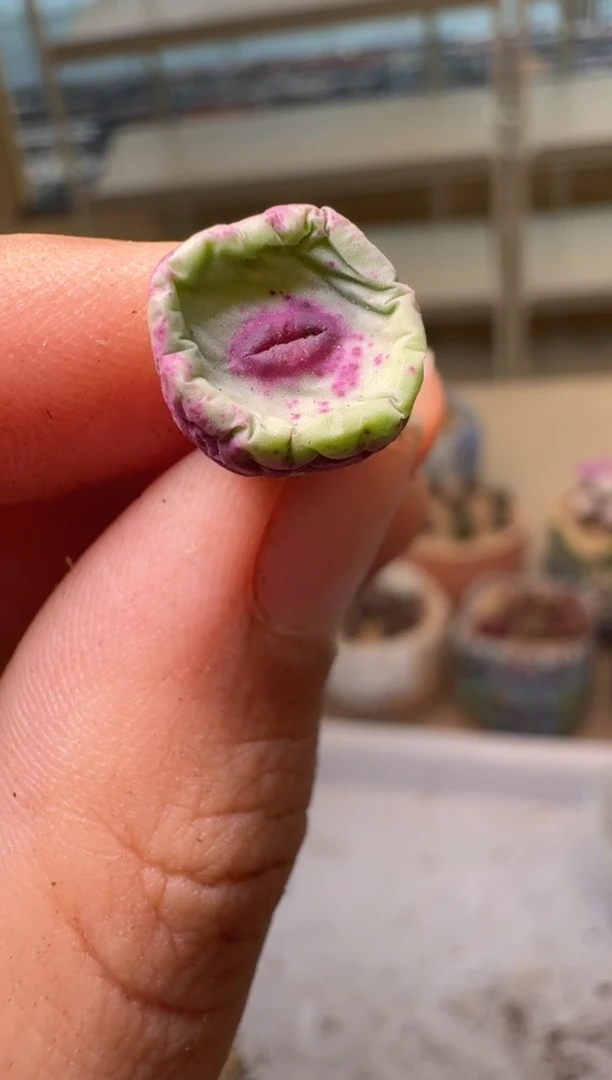 阳*28-157多肉植物肉锥2736×1380b