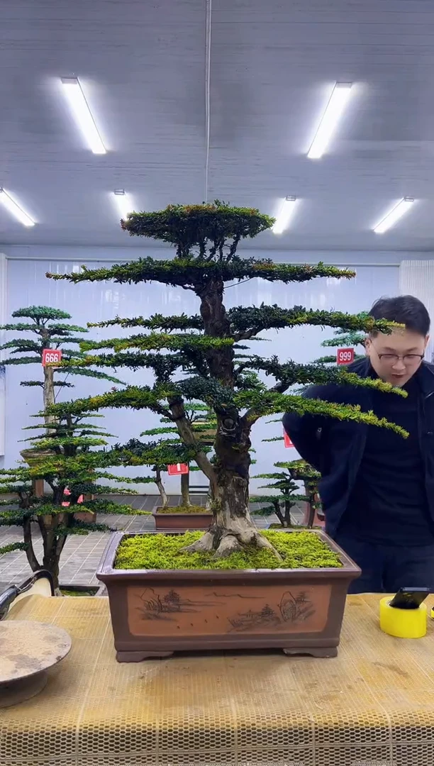 无花朵00000000000000