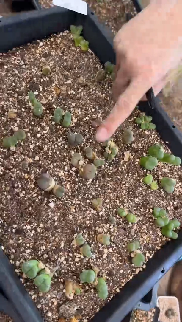 10-621多肉植物肉锥