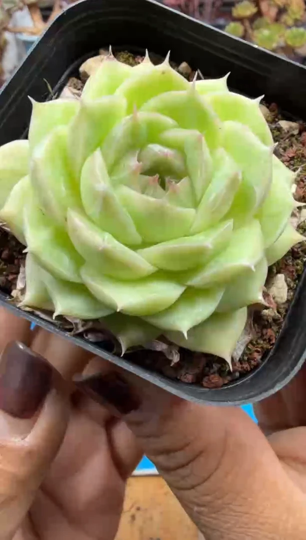 东云多肉园二店-30