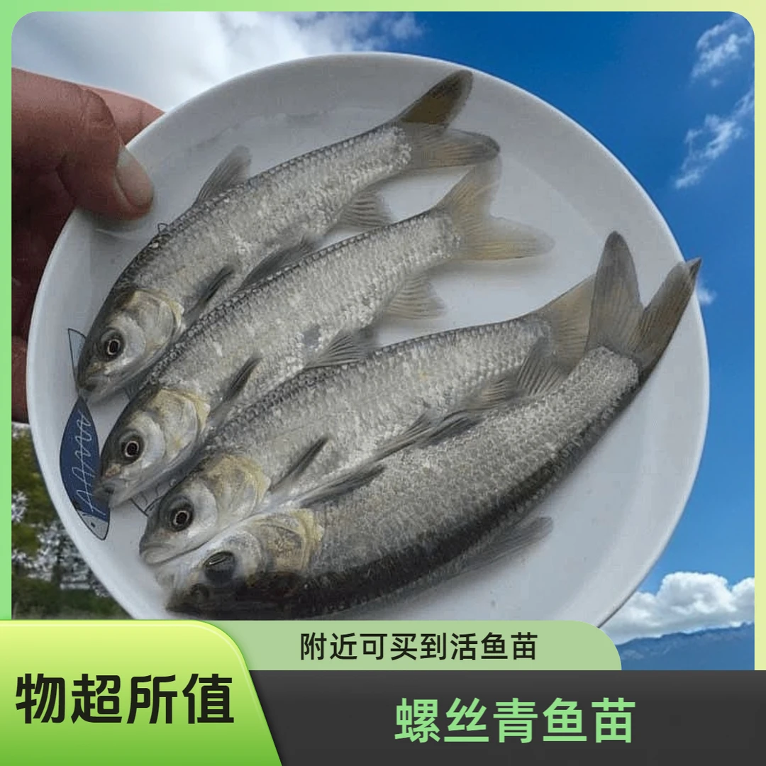 附近螺丝青鱼正宗黑鲩鱼青草鱼大号鲜活淡水养殖活体苗