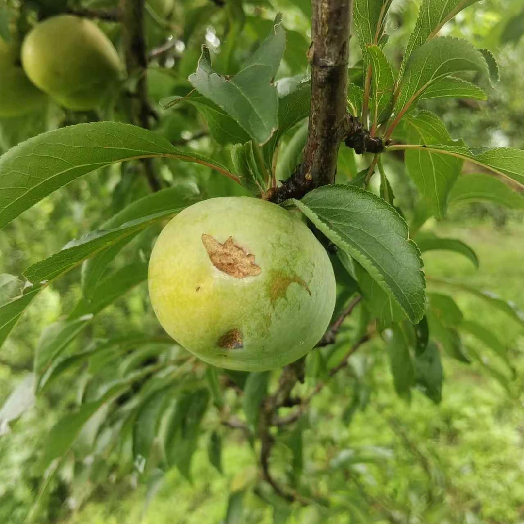 正宗贵州六马蜂糖李冰雹果疤痕果不影响食用京东包邮