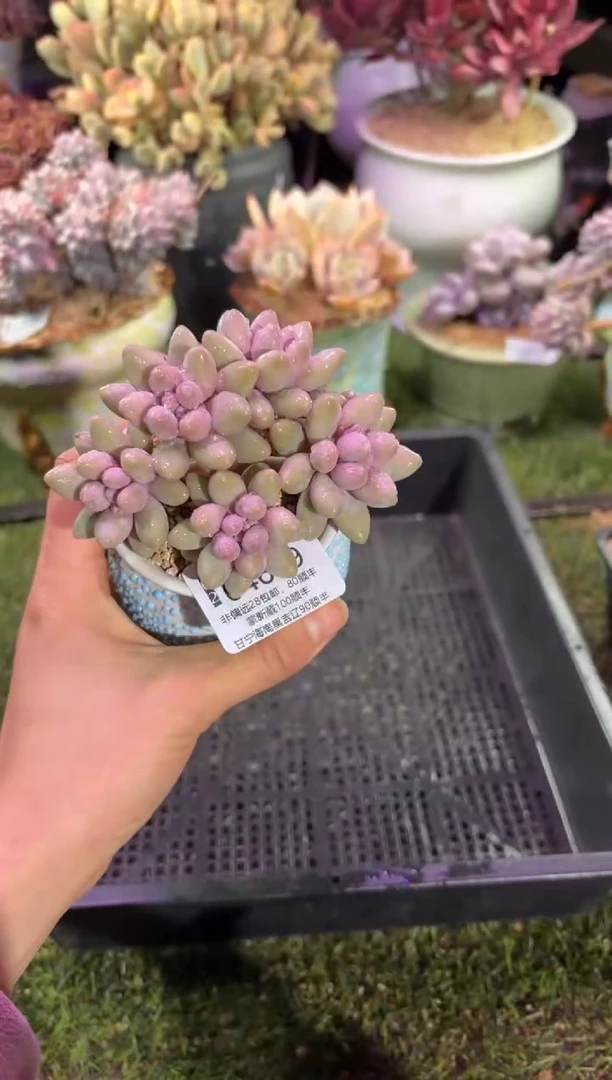 【闪购商品】04689脱土带盆