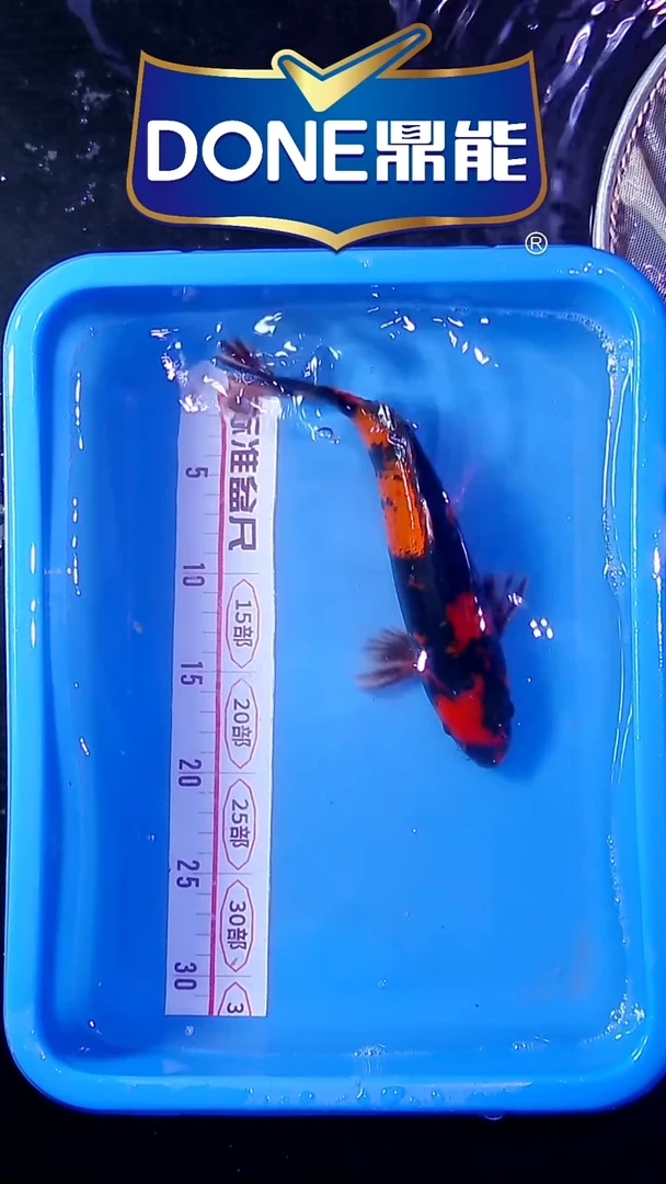 锦鲤直播间菁选 对版发货 17号