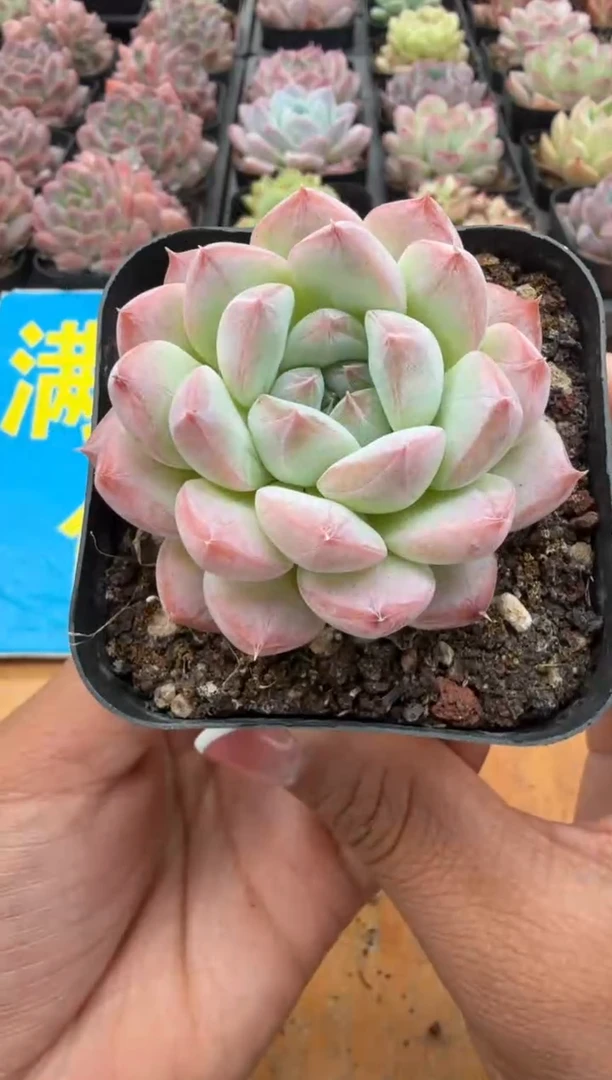 东云多肉园二店-68