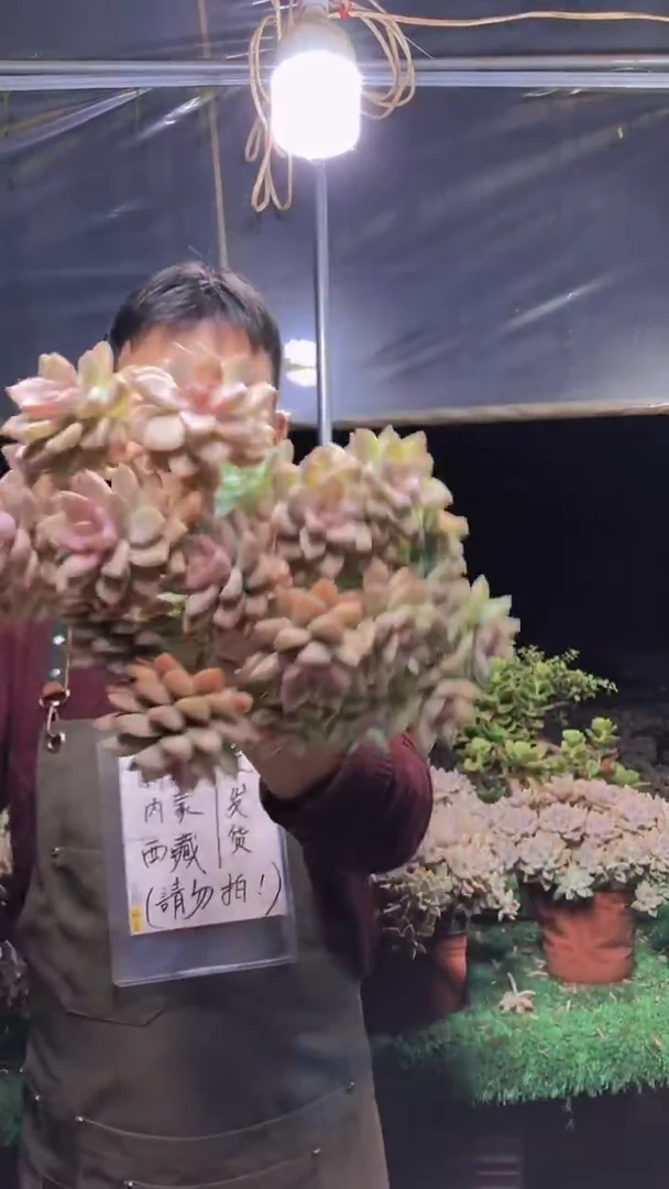 316淡雪缀化一物一拍