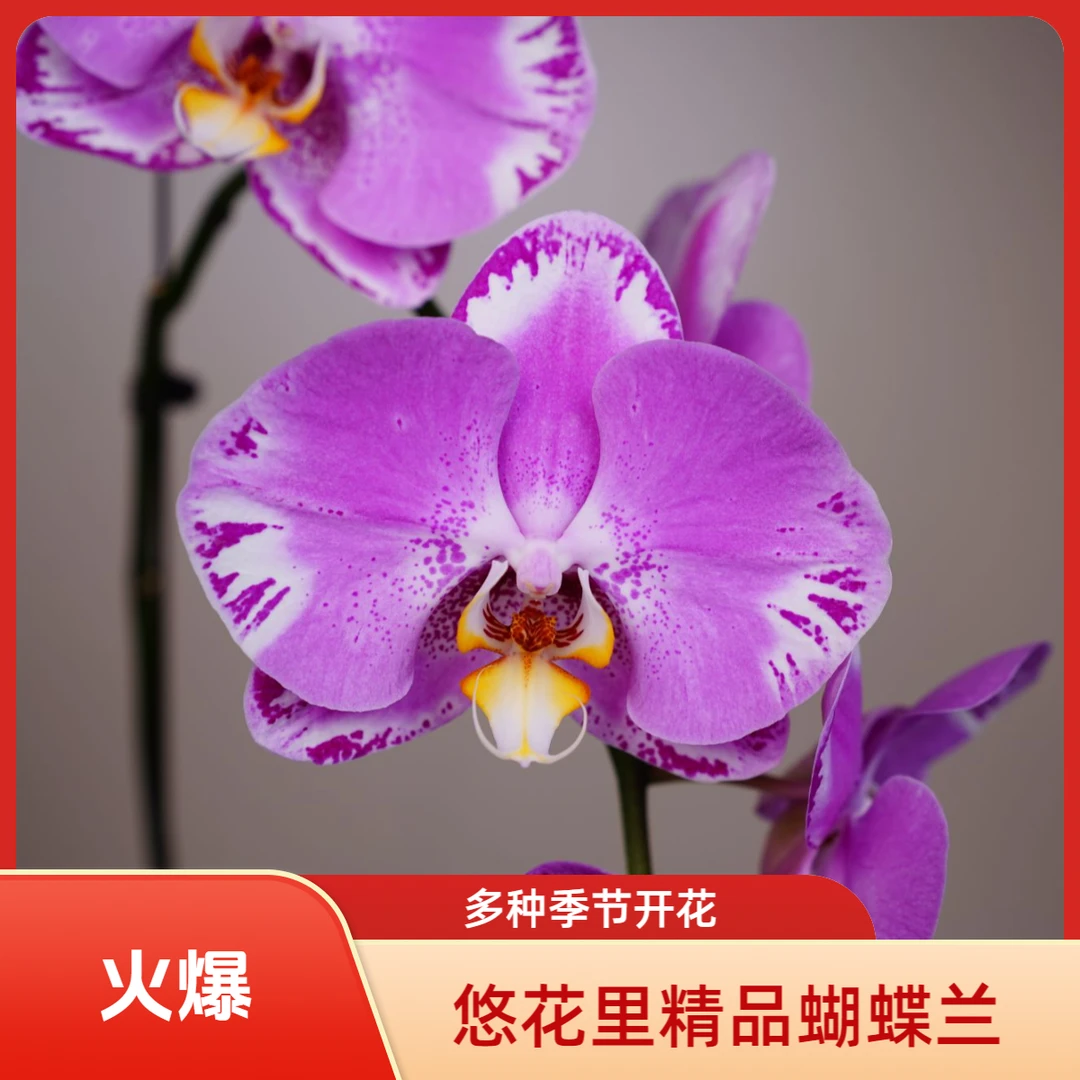 悠花里蝴蝶兰【藏宝图3.5寸】带花带花苞开花株发货