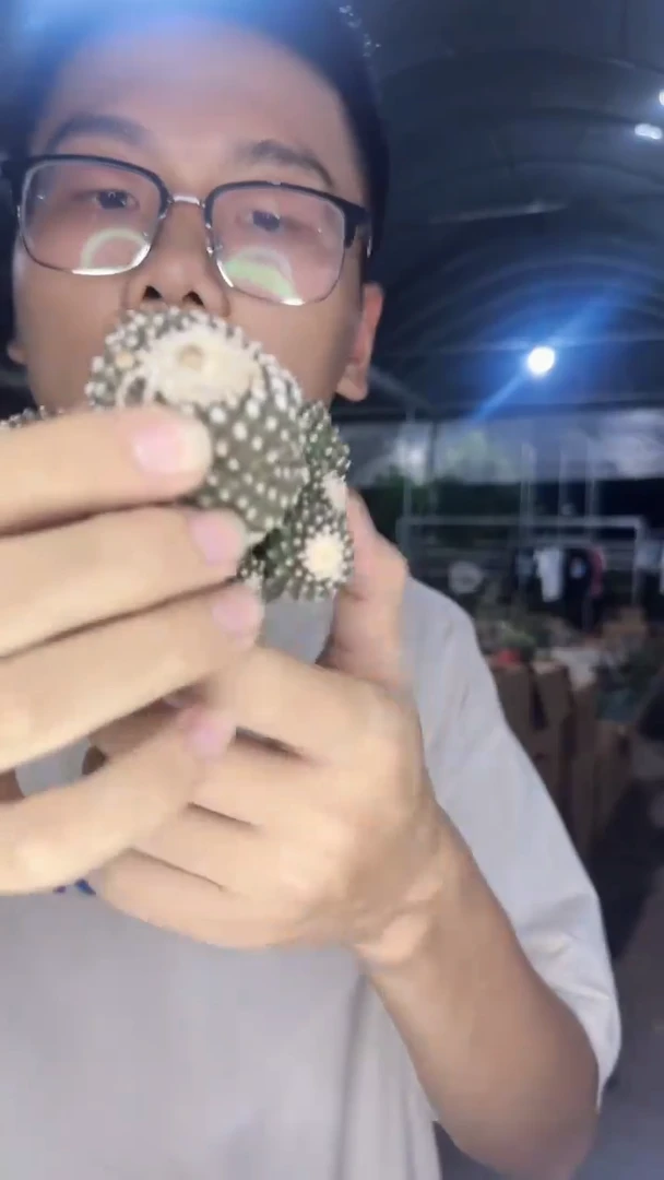 【实生根】   墨蝶