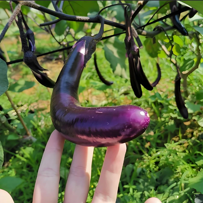 天津武清本地现摘紫皮线茄子鲜嫩微甜 3斤装