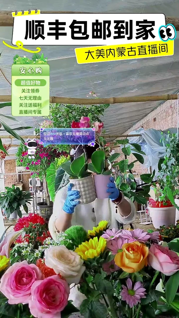完全开放丽姐专用蝴蝶兰