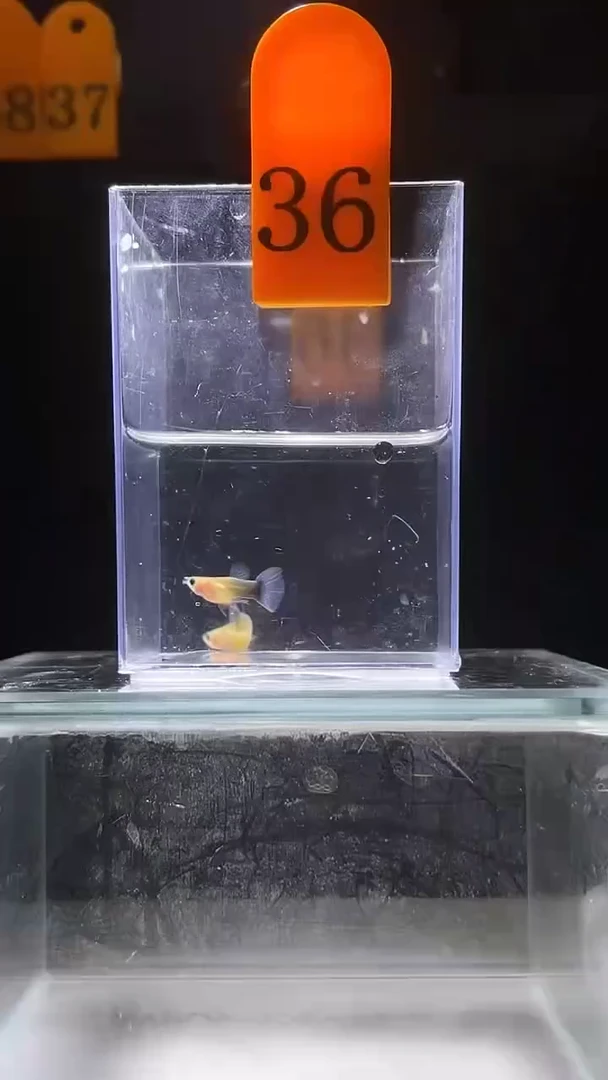 孔雀鱼黄肉蓝礼服玻璃猫普通体36