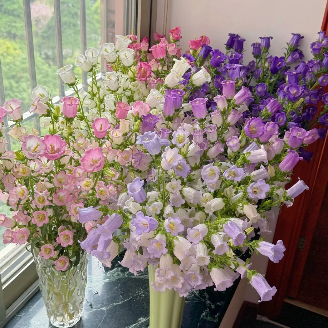 【风铃花】一单包邮 两单升级顺丰/德邦 云南基地直发