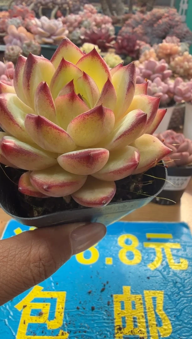 东云多肉园二店-267