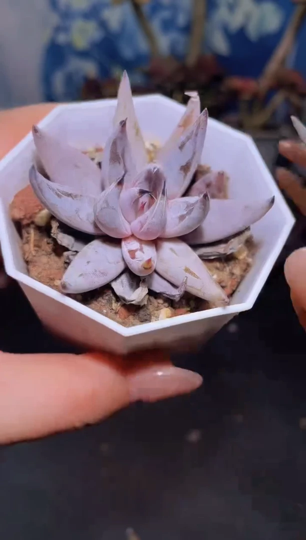 【闪购商品】850魔爪