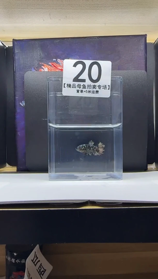 斗鱼母鱼编号：20