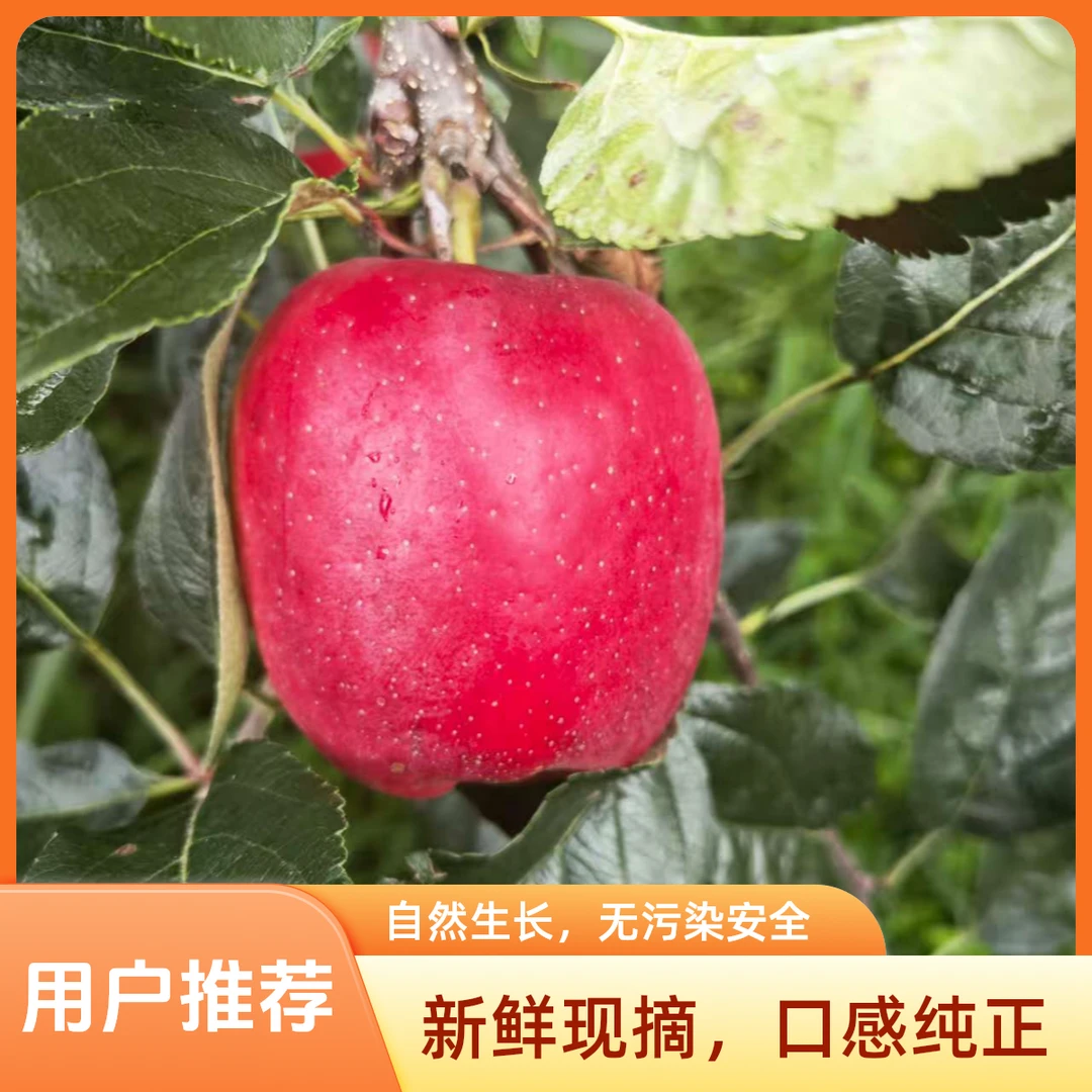 云南昭通高山鲁丽小苹果、脆甜多汁、新鲜应季产地直发树上鲜果