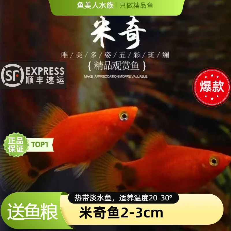 【顺丰广东发货】米奇小型胎生皮球热带观赏鱼热带鱼耐活好养小鱼