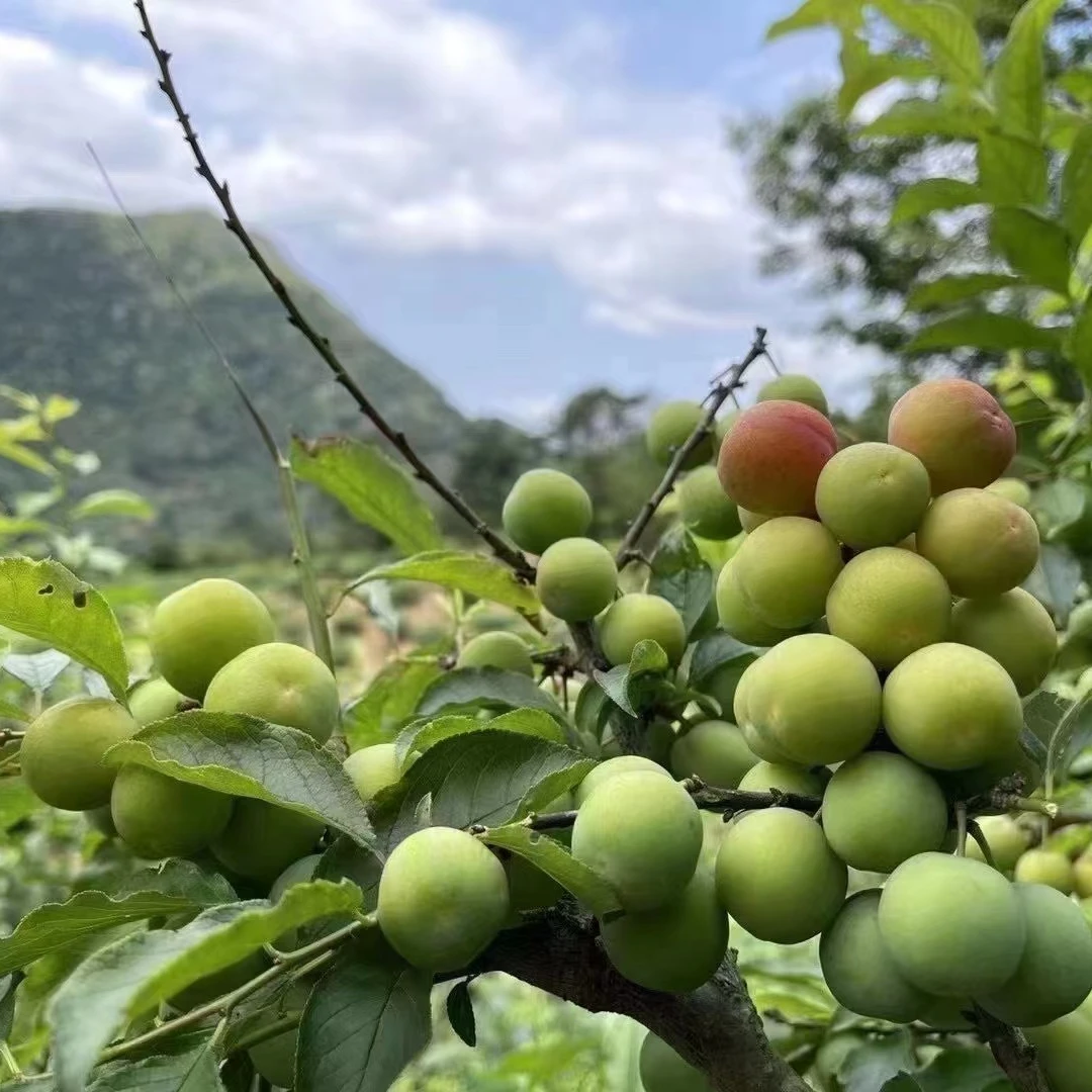 信宜钱排三月李新鲜采摘酸脆爽口孕妇水果当季李子