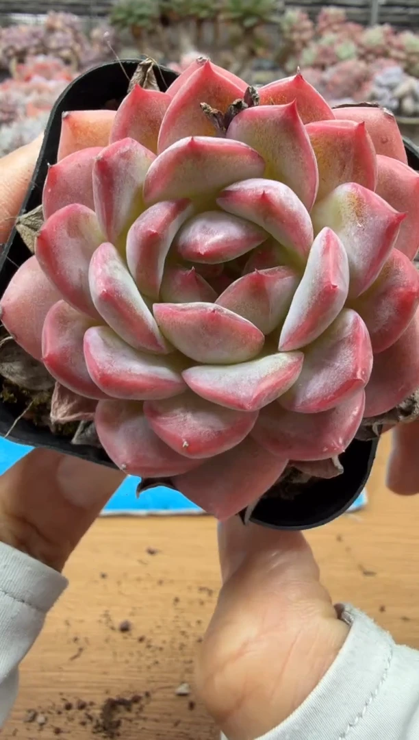 东云多肉园二店-316