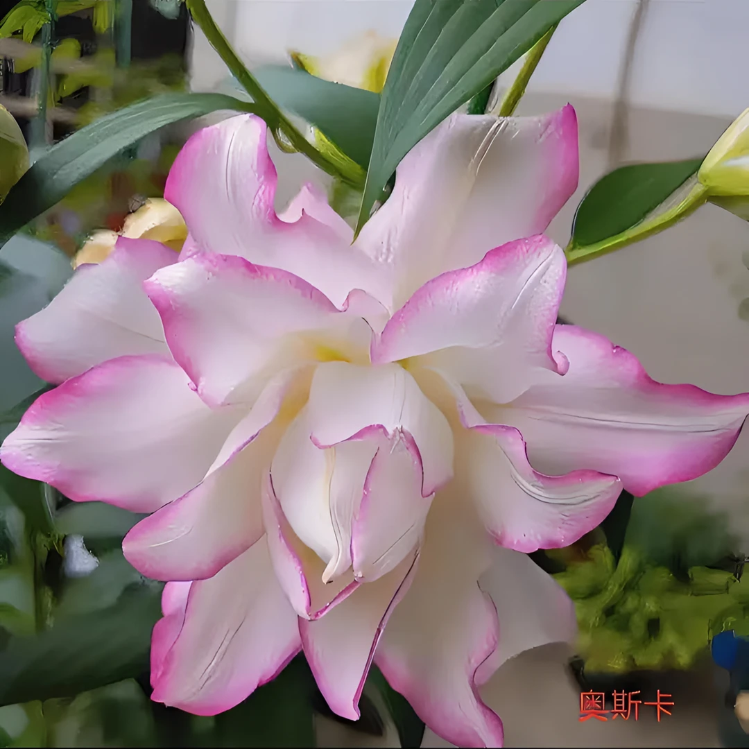 重瓣带芽种球百合花花苗绿植土培盆栽香水室内外花卉浓香庭院风